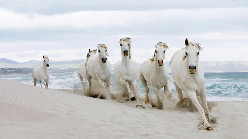 White Horses On Sand With Background Of Sea Mountain And Cloudy Sky Horse, HD wallpaper