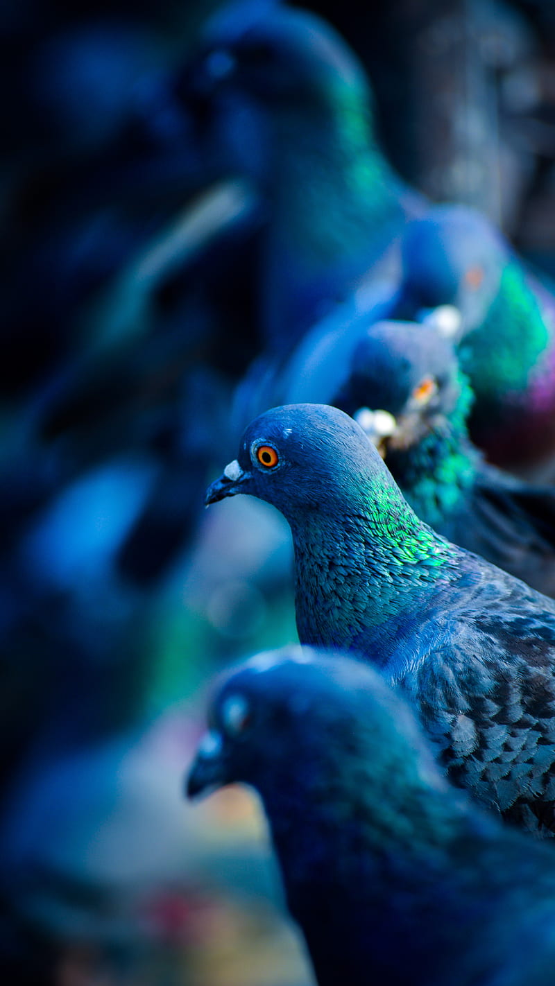 Flock of Pigeons , birds, nature, HD phone wallpaper