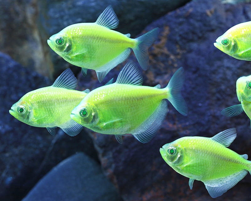 Green Fish, water, fins, fish, swim, HD wallpaper