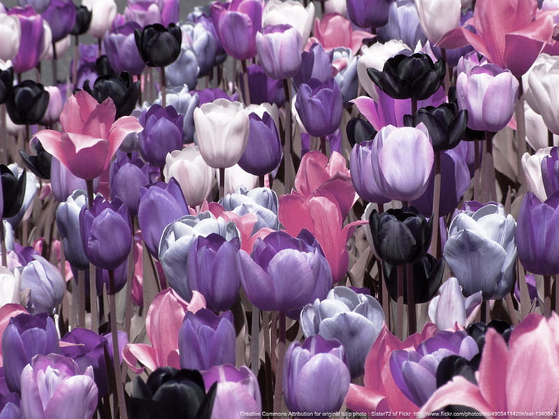 Tulip Field, lilac, colorful, leaves, panel, gothic, plastic, flowers, tulips, pink, blooms, stemmed, colors, black, mauve, purple, flower, blossoms, petals, white, field, HD wallpaper