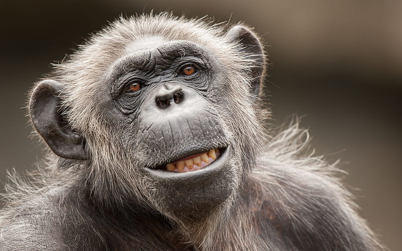 Chimpanzee, jungle, monkey, animal, HD wallpaper