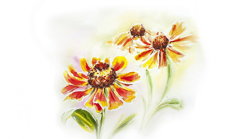Brown Eyed Susans, wild flowers, summer, flowers, painted, garden, spring, watercolor, HD wallpaper