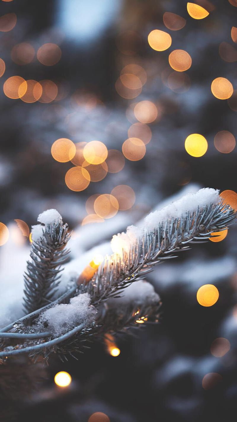 Christmas, bonito, blur, christmas lights, lights, nature, star, HD phone wallpaper