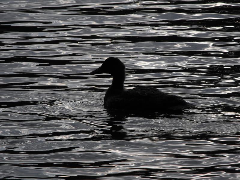 Black water black duck, water, duck, black, nature, animal, HD wallpaper