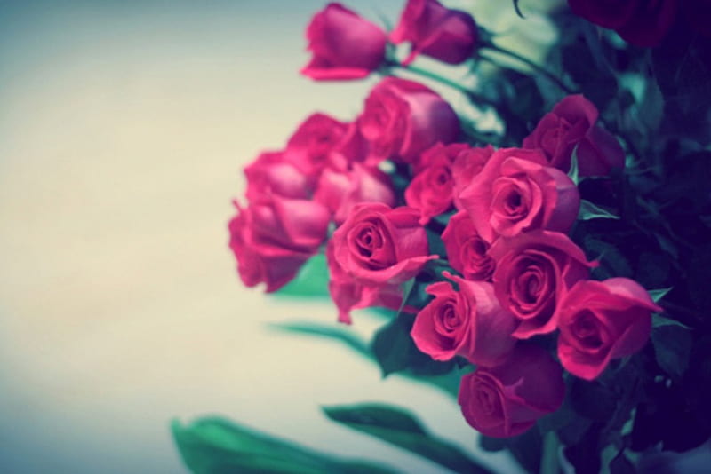 Roses, bonito, bouquet, hot color, HD wallpaper | Peakpx