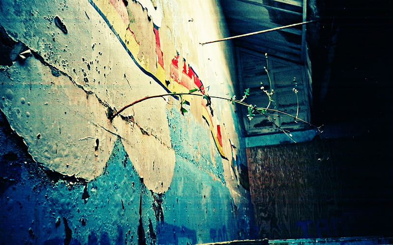 New Life in Decayed Wall Beautiful Lomography, HD wallpaper