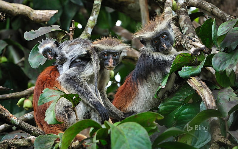 Zanzibar red colobus monkeys in Zanzibar Tanzania, Monkeys, Red, Colobus, Zanzibar, HD wallpaper