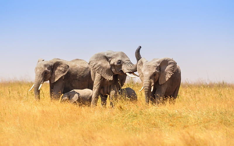 Elephants, Africa, wildlife, field, family of elephants, HD wallpaper