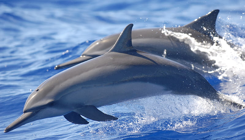 Lovely dolphins, cool, dolphins, ocean, deep, animals, blue, leap, pretty,  graphy, HD wallpaper | Peakpx