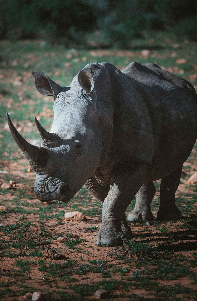 Adult rhinoceros, adult, animals, black rhinoceros, horn, rhinoceros, scandinavian, terrestrial animal, vertical, wildlife, HD phone wallpaper