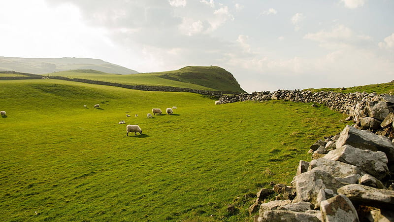 Northern Ireland, sheep, grass, Ireland, Irish, animals, field, landscape, HD wallpaper
