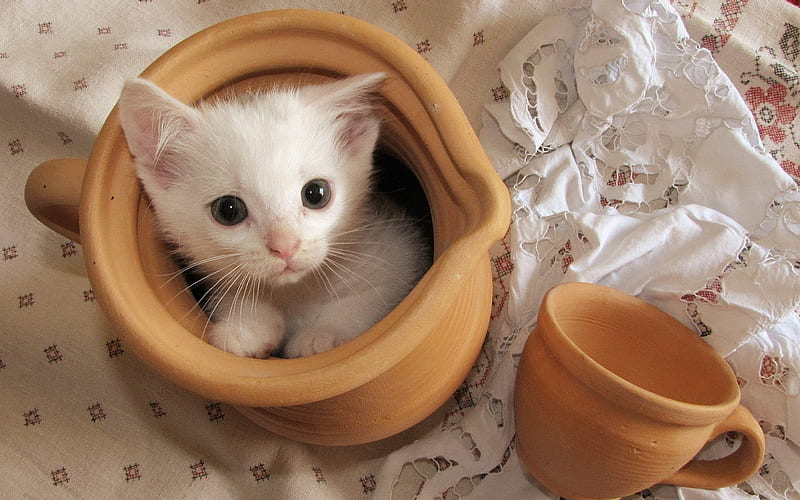 Inside the jar, cute, anima, cat, kitty, HD wallpaper