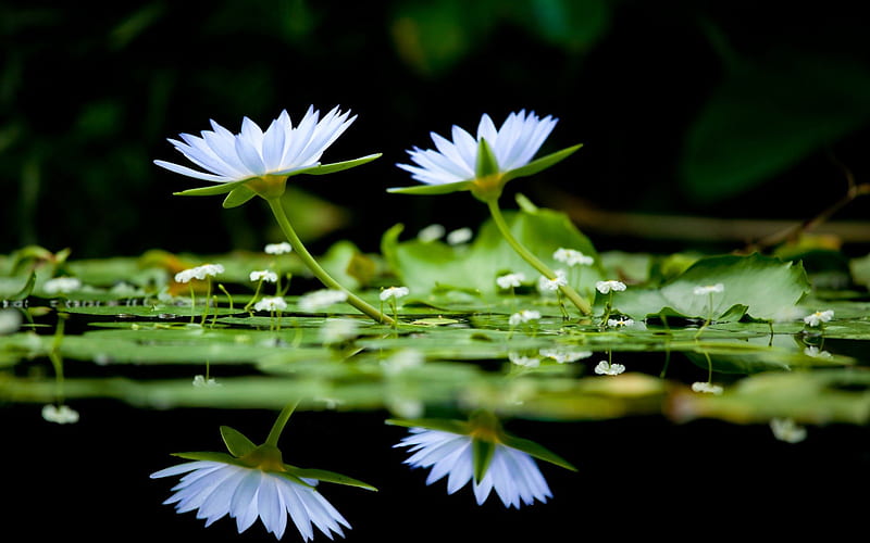 Water Lilies Still Life, life, still, lilies, pond, leaves, water, green, nature, pads, white, HD wallpaper