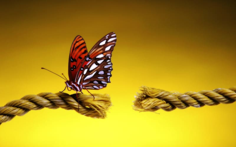 Close Up, Insect, Butterfly, Animal, Rope, HD wallpaper