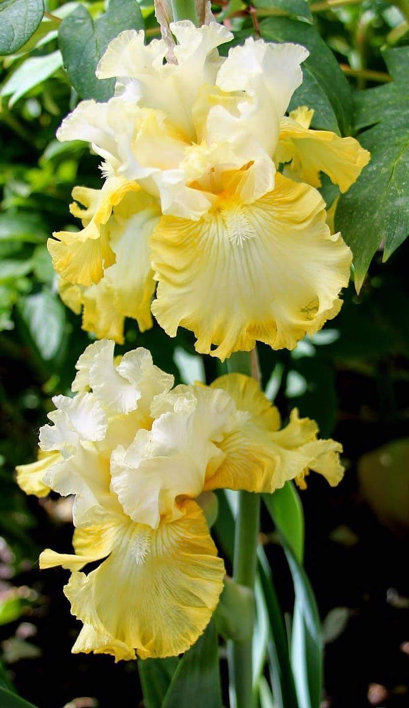 Fancy Dancy, flowers, iris, yellow, HD phone wallpaper