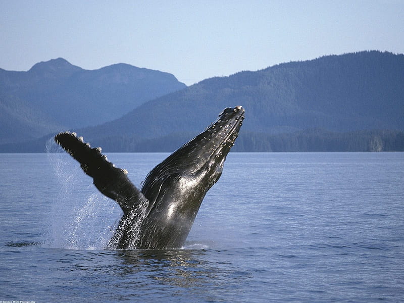 Humpback Whale, fly, sky, whale, sea, HD wallpaper