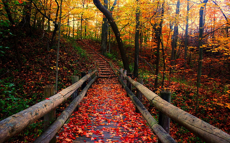 Autumn Path, fall, autumn, woods, colors, stairs, park, trees, leaves, Wisconsin, Grant Park, steps, HD wallpaper