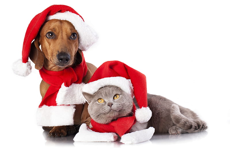 Merry Christmas!, red, craciun, christmas, caine, cat, animal, santa hat, white, couple, pisica, dog, HD wallpaper