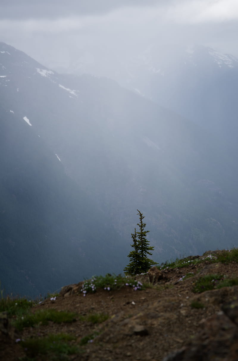mountains, fog, tree, nature, landscape, HD phone wallpaper