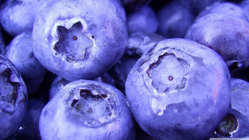 Blueberries, fruits, eat, wild berry, graphy, wild fruits, blueberry, blue, food, fresh, spring, abstract, softness, purple, berries, summer, HD wallpaper