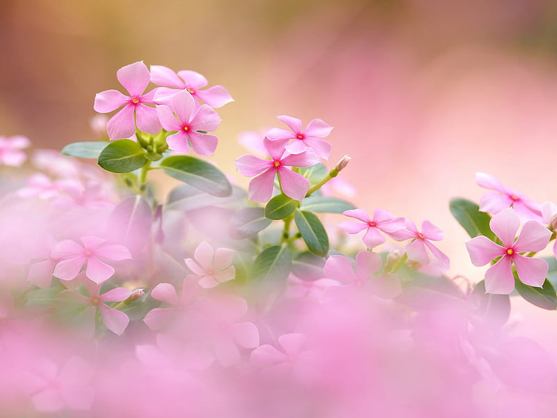 Beautiful Flowers, Pink, Periwinkle, Bokeh, Catharanthus, HD wallpaper