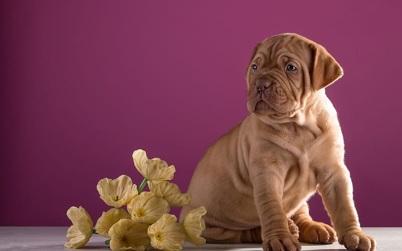 Puppy, dogue de bordeaux, flower, yellow, mastiff, pink, dog, animal, HD wallpaper