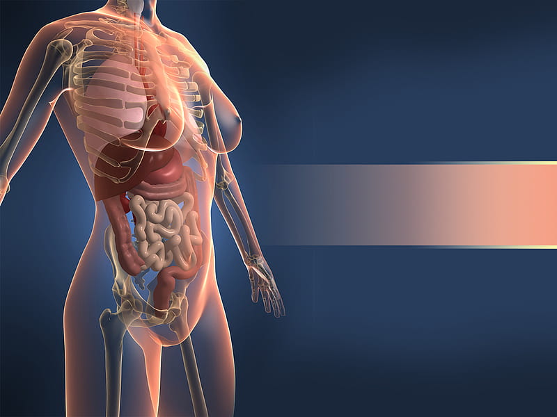 Human body, anatomy, HD wallpaper | Peakpx
