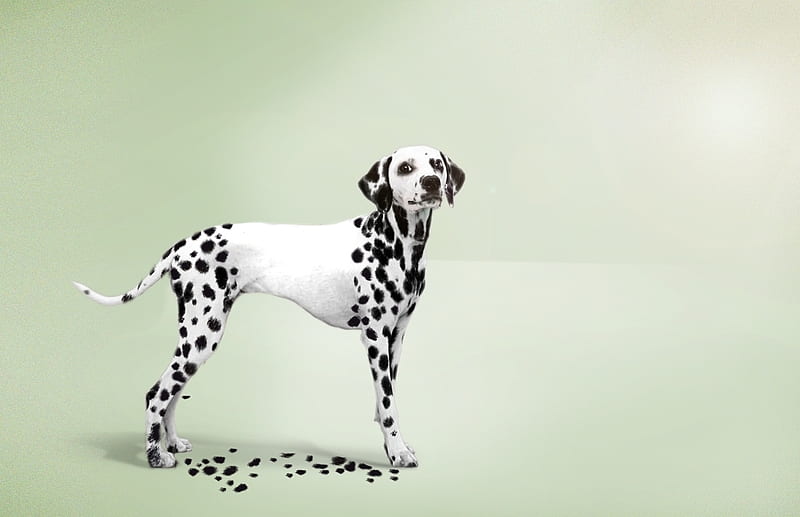 :D, dalmatian, dog, add, caine, funny, commercial, advertise, HD wallpaper