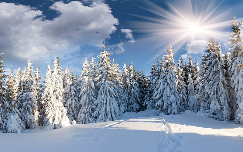 Snowy Landscape Wallpaper With Trees Snow White Winter Background