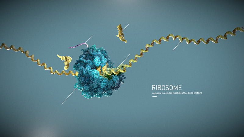 Ribosome - 3D model by Madmicrobe [2df1aee], HD wallpaper