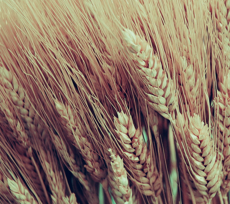Wheat, close up, plant, textured, yellow, HD wallpaper