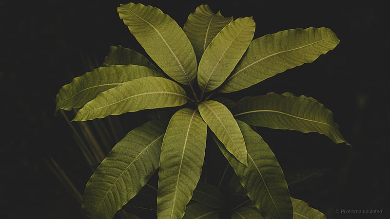 Mango plant, alone, bud, buds, cold, flower, leaf, leave, me, one, HD wallpaper