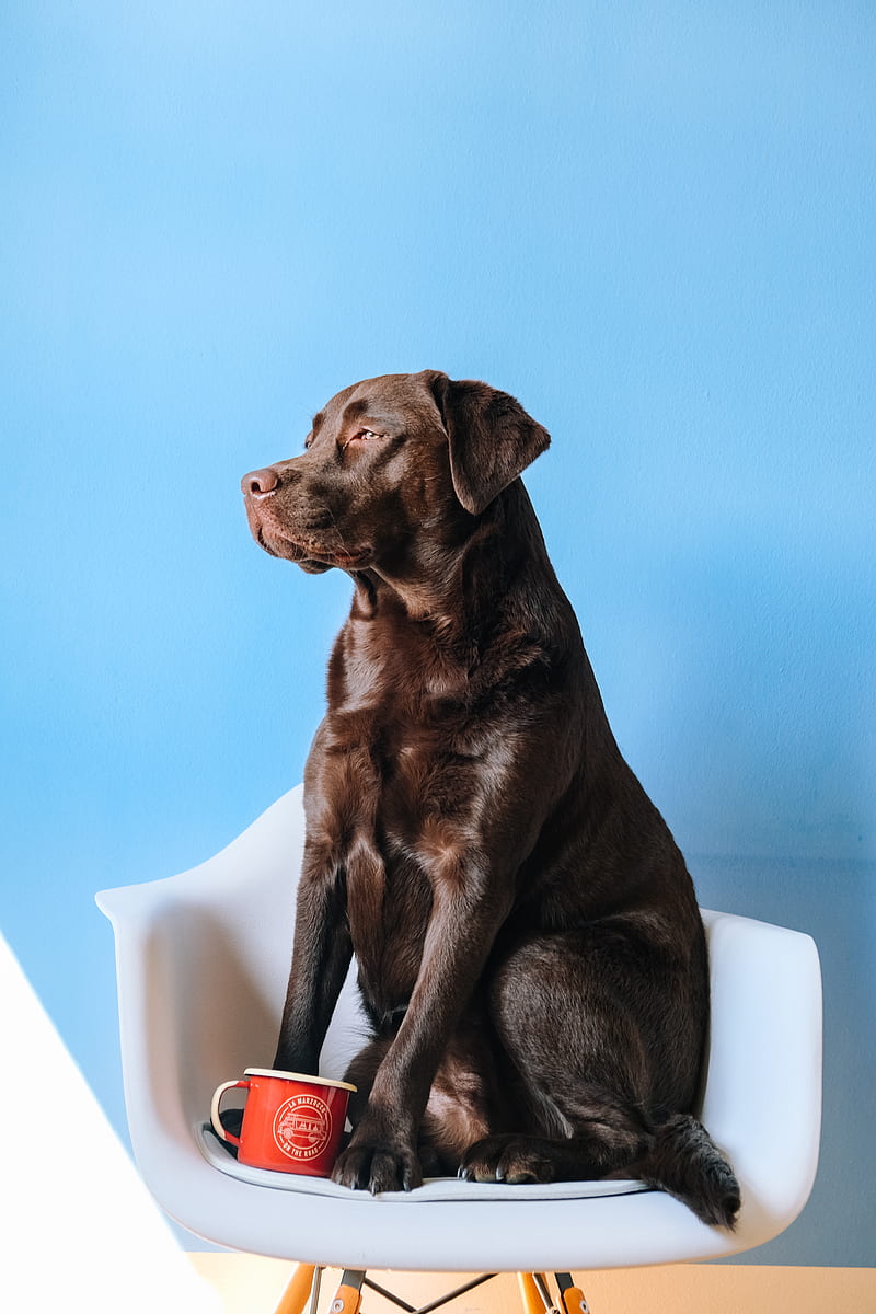 brown short coated dog on white bathtub, HD phone wallpaper