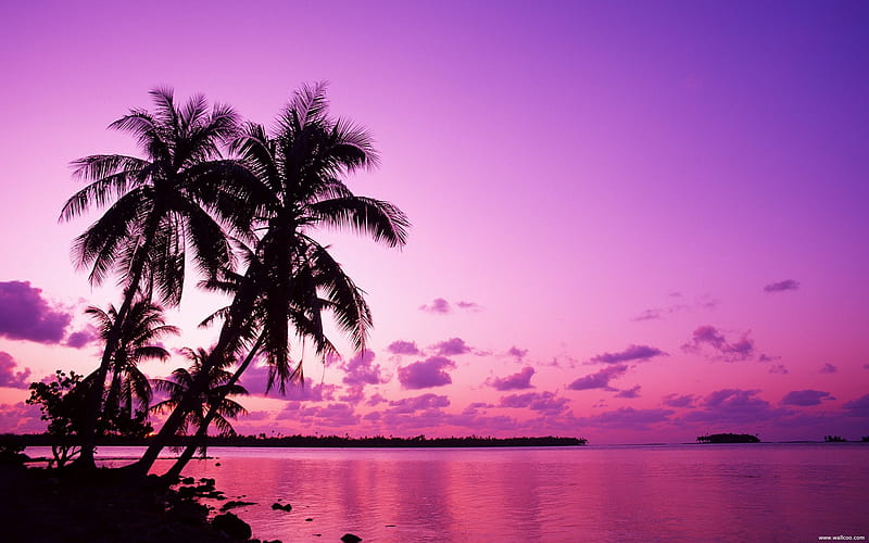 Tahitian sunset under the palm, HD wallpaper