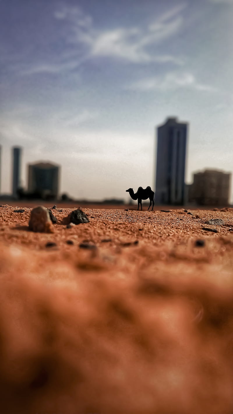 Desert, camel, dubai, focus, love, orange, graphy, sand, sand dunes,  vector, HD phone wallpaper | Peakpx