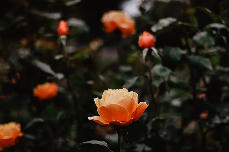 rose, flowers, orange, closeup, HD wallpaper