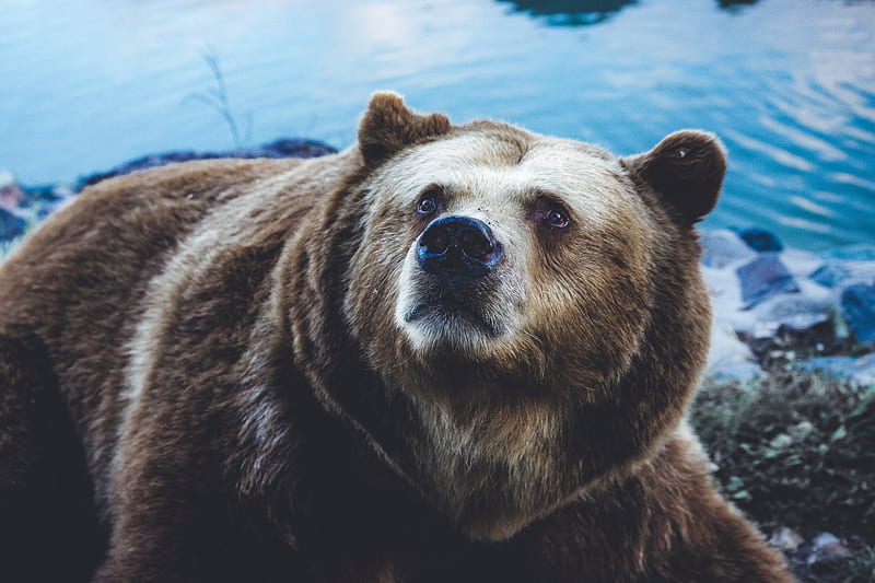 brown bear, bear, sight, fur, HD wallpaper