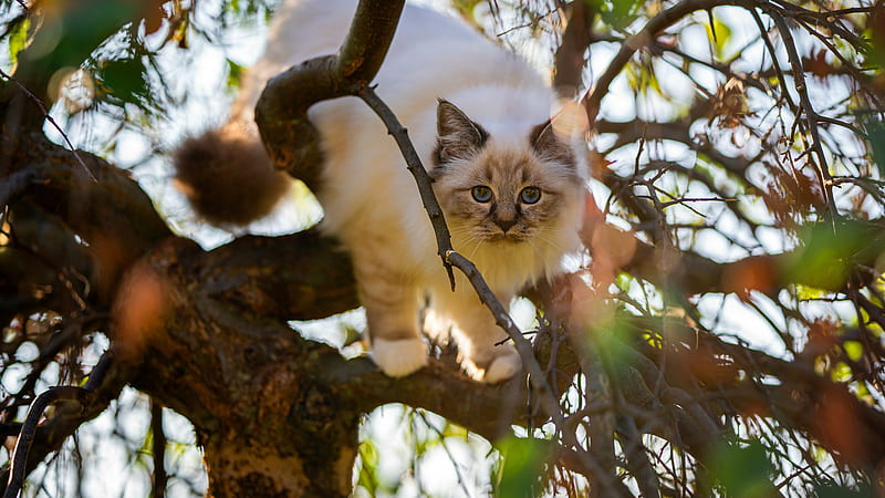 White Brown Cat Is Standing On Tree Branch Cat, HD wallpaper