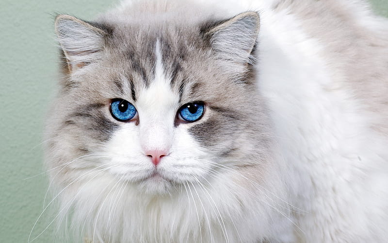 Ragdoll, fluffy white cat, blue eyes, domestic cats, cute animals, breed of fluffy cats, HD wallpaper