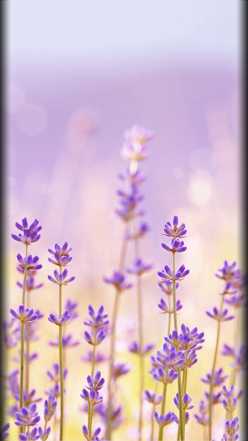 Flowers, beauty, edge style, fields, purple, s7, summer, HD phone wallpaper