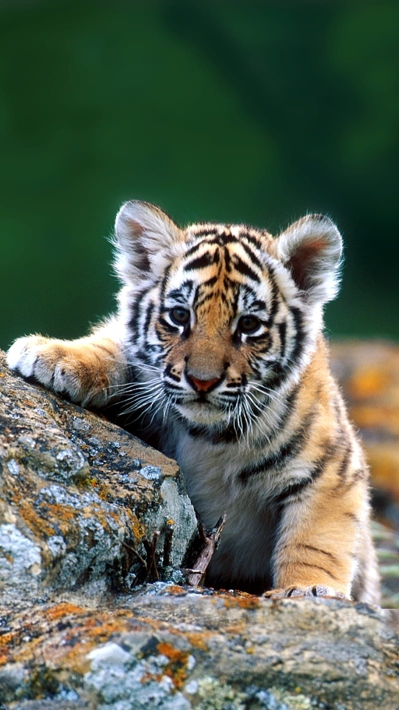 baby tiger, baby, tiger, HD phone wallpaper