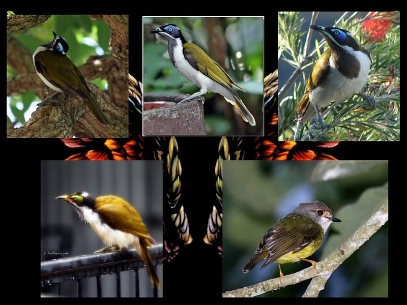 Songsters, robin, honeyeaters, birds, collage, HD wallpaper