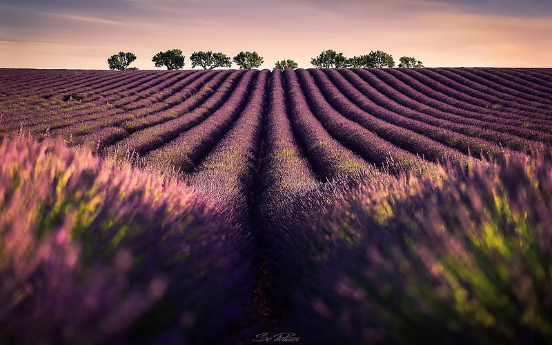 lavender, sunset, flower field, field of lavender, purple flowers, HD wallpaper