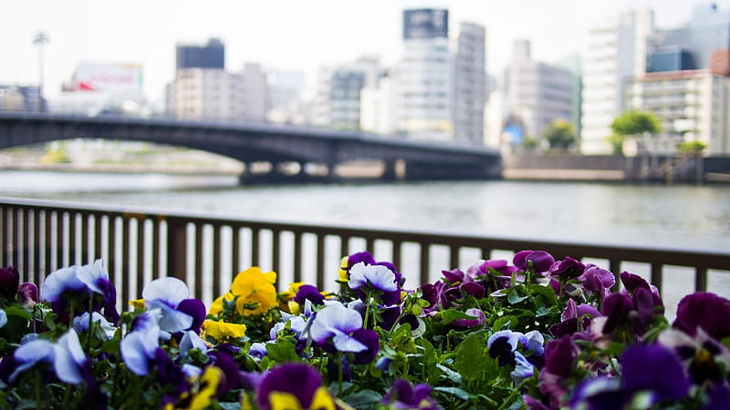 The Sumida River, japan, japanese, bridge, tokyo, sumida, river, scenery, HD wallpaper