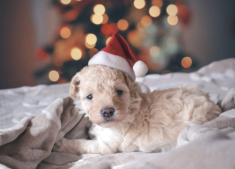 long-coated white puppy wearing santa hat, HD wallpaper