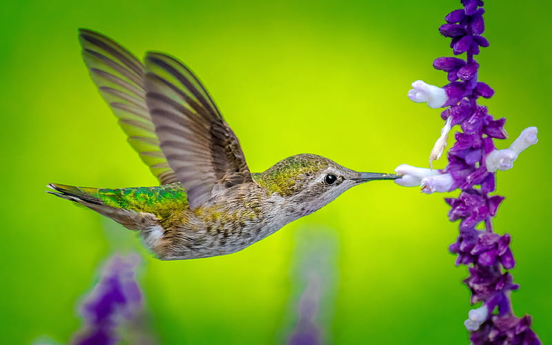 Hummingbird wildlife, flowers, close-up, small bird, Trochilidae, HD wallpaper