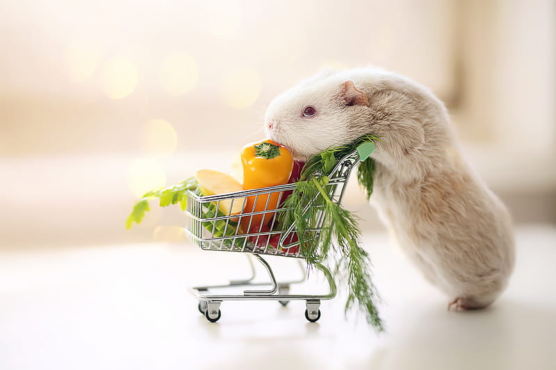Animal, Guinea Pig, Cart, Vegetable, HD wallpaper