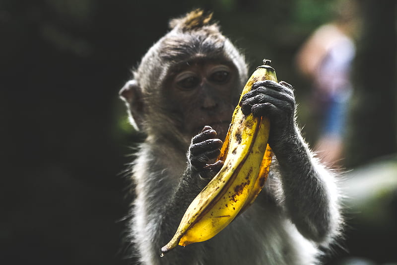 monkey holding banana peel during daytime, HD wallpaper