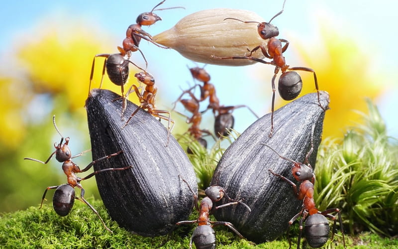 Not just food, grass, ant, food, black, creative, situation, seeds, fantasy, green, insect, lolita777, HD wallpaper