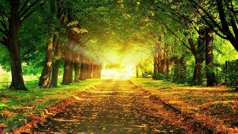 bright sun at the end of a tree covered road, leaves, sun, bright, road, trees, HD wallpaper